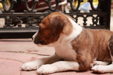 Suçüstü Yakalandı: Oynayan Yavrular