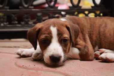 Suçüstü Yakalandı: Oynayan Yavrular