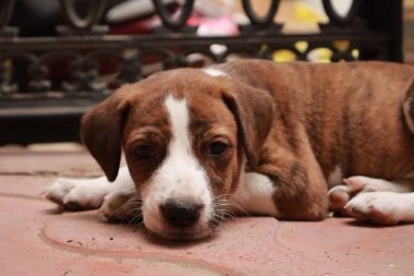 Suçüstü Yakalandı: Oynayan Yavrular