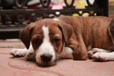 Suçüstü Yakalandı: Oynayan Yavrular