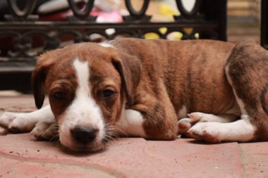 Suçüstü Yakalandı: Oynayan Yavrular