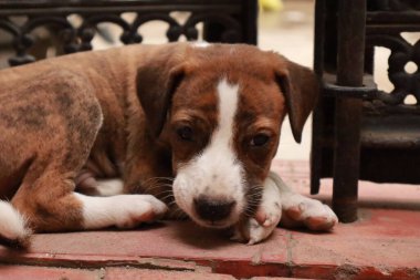 Suçüstü Yakalandı: Oynayan Yavrular