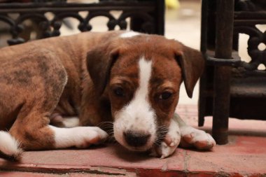 Suçüstü Yakalandı: Oynayan Yavrular