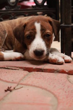 Suçüstü Yakalandı: Oynayan Yavrular