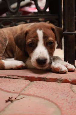 Suçüstü Yakalandı: Oynayan Yavrular