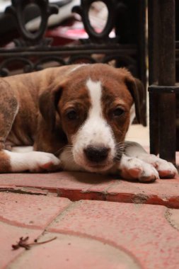 Suçüstü Yakalandı: Oynayan Yavrular