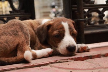 Suçüstü Yakalandı: Oynayan Yavrular