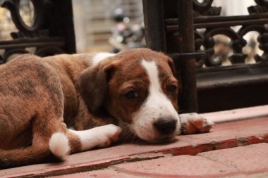 Suçüstü Yakalandı: Oynayan Yavrular