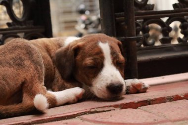 Suçüstü Yakalandı: Oynayan Yavrular