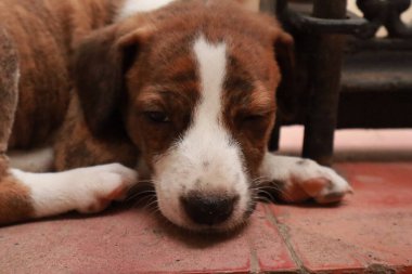 Suçüstü Yakalandı: Oynayan Yavrular