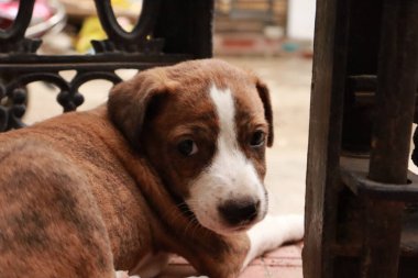 Suçüstü Yakalandı: Oynayan Yavrular