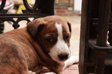 Suçüstü Yakalandı: Oynayan Yavrular