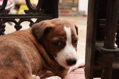 Suçüstü Yakalandı: Oynayan Yavrular