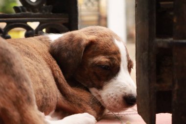 Suçüstü Yakalandı: Oynayan Yavrular