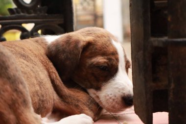 Suçüstü Yakalandı: Oynayan Yavrular