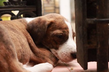 Suçüstü Yakalandı: Oynayan Yavrular