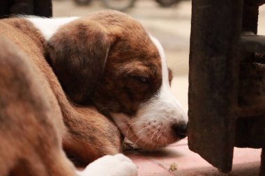 Suçüstü Yakalandı: Oynayan Yavrular