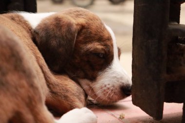 Suçüstü Yakalandı: Oynayan Yavrular