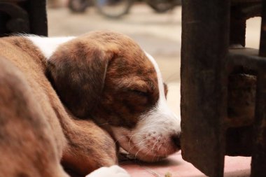 Suçüstü Yakalandı: Oynayan Yavrular
