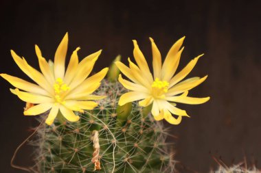 Parlak Çiçek Yapraklı Çöl Kaktüsü Doğa Kapanışı