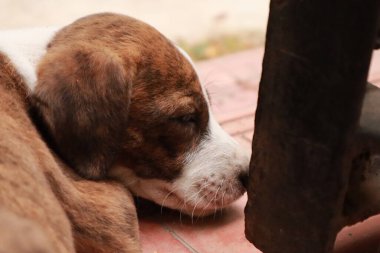 Suçüstü Yakalandı: Oynayan Yavrular