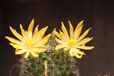 Parlak Çiçek Yapraklı Çöl Kaktüsü Doğa Kapanışı