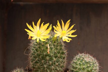Parlak Çiçek Yapraklı Çöl Kaktüsü Doğa Kapanışı