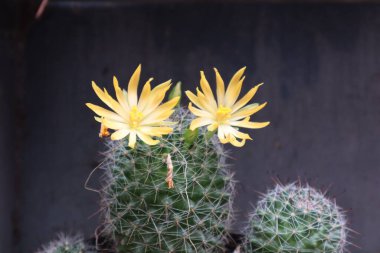 Parlak Çiçek Yapraklı Çöl Kaktüsü Doğa Kapanışı