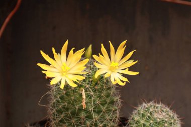 Parlak Çiçek Yapraklı Çöl Kaktüsü Doğa Kapanışı