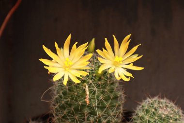 Parlak Çiçek Yapraklı Çöl Kaktüsü Doğa Kapanışı