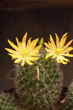 Parlak Çiçek Yapraklı Çöl Kaktüsü Doğa Kapanışı