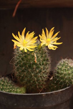 Parlak Çiçek Yapraklı Çöl Kaktüsü Doğa Kapanışı