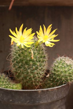 Parlak Çiçek Yapraklı Çöl Kaktüsü Doğa Kapanışı