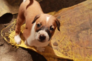 Suçüstü Yakalandı: Oynayan Yavrular