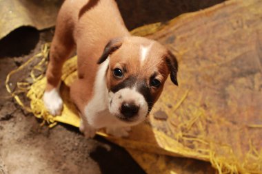 Suçüstü Yakalandı: Oynayan Yavrular