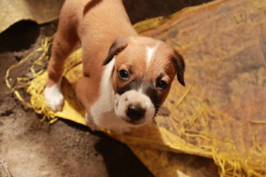 Suçüstü Yakalandı: Oynayan Yavrular