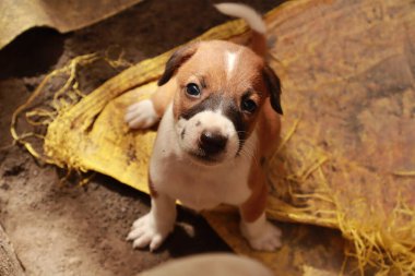 Suçüstü Yakalandı: Oynayan Yavrular