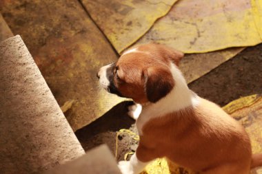 Suçüstü Yakalandı: Oynayan Yavrular