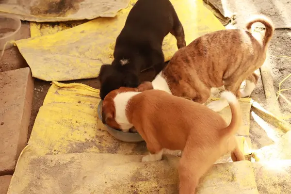 Suçüstü Yakalandı: Oynayan Yavrular