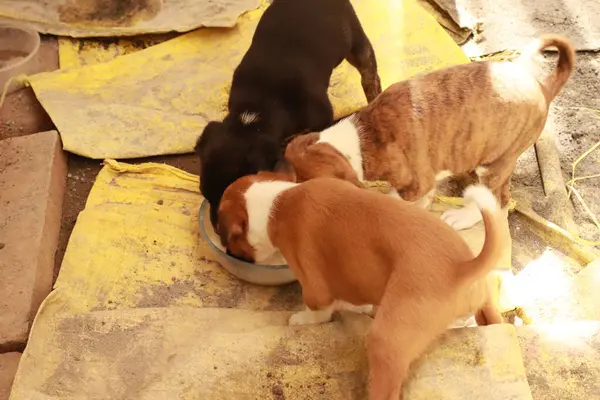 Suçüstü Yakalandı: Oynayan Yavrular