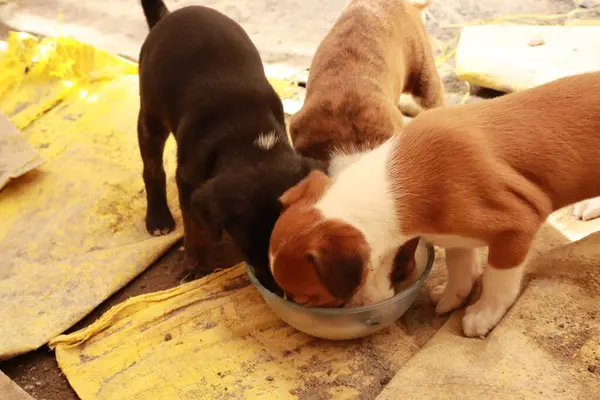 Suçüstü Yakalandı: Oynayan Yavrular