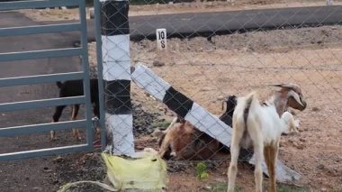 Çiftlikteki keçiler