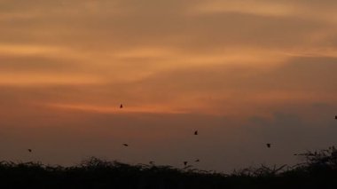 Çiftlikteki keçiler