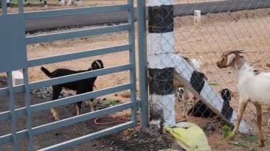 Çiftlikteki keçiler