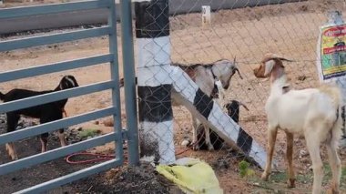 Çiftlikteki keçiler