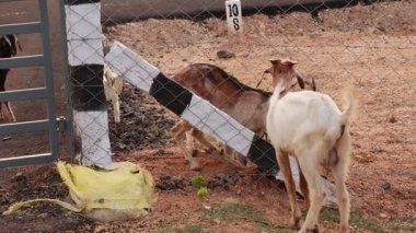 Çiftlikteki keçiler