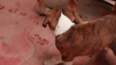 Anne köpekten beslenen yeni doğmuş yavrular.