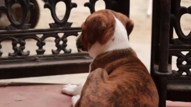 Anne köpekten beslenen yeni doğmuş yavrular.