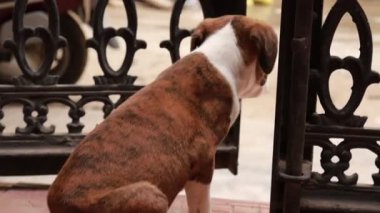 Anne köpekten beslenen yeni doğmuş yavrular.