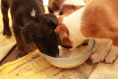 Suçüstü Yakalandı: Oynayan Yavrular